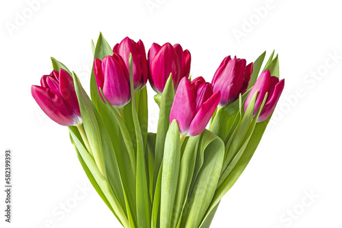 Bouquet of red tulips on a light background. Isolate on white. PNG