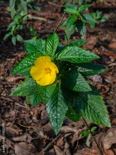 Closeup view of bright yellow flower and toothed foliage of turnera ulmifolia aka ramgoat dashalong or yellow alder blooming outdoors in tropical garden photo