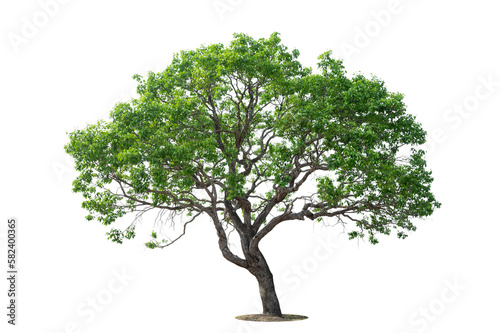 Tree on transparent picture background with clipping path, single tree with clipping path and alpha channel