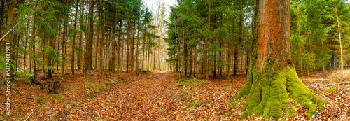Quadro em tela Panoramic view over a forest track in magical deciduous and pine forest with anc