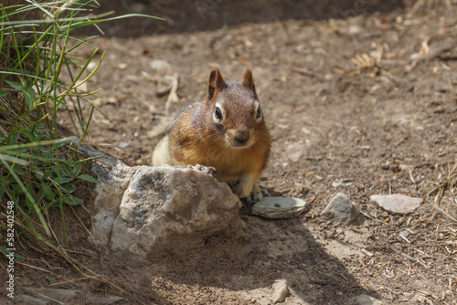 Ground Squirrel Chipmunk on the Ground © Nadine
