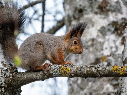 Close-up shot of the Red Squirrel  Sciurus vulgaris  sitting on a branch in forest
