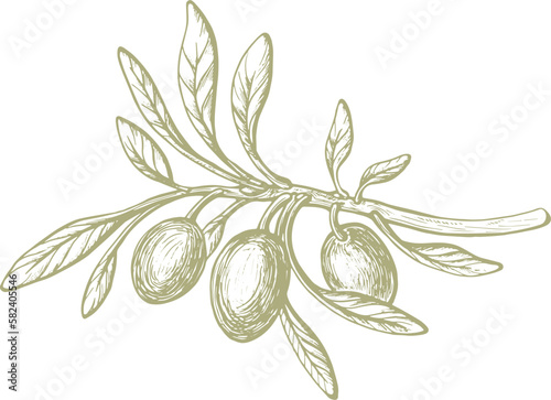 Olive green fruit. Nature vector texture plant, sketch fruit, vintage leaf. Organic badge. Vegan health nutrition