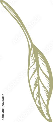 Olive green fruit. Nature vector texture plant, sketch fruit, vintage leaf. Organic badge. Vegan health nutrition