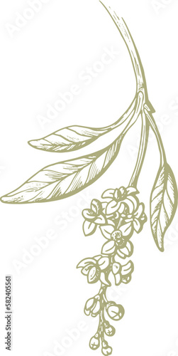 Olive green fruit. Nature vector texture plant, sketch fruit, vintage leaf. Organic badge. Vegan health nutrition