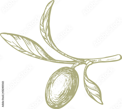 Olive green fruit. Nature vector texture plant, sketch fruit, vintage leaf. Organic badge. Vegan health nutrition
