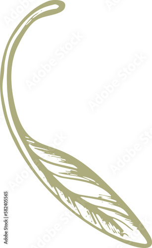 Olive green fruit. Nature vector texture plant, sketch fruit, vintage leaf. Organic badge. Vegan health nutrition