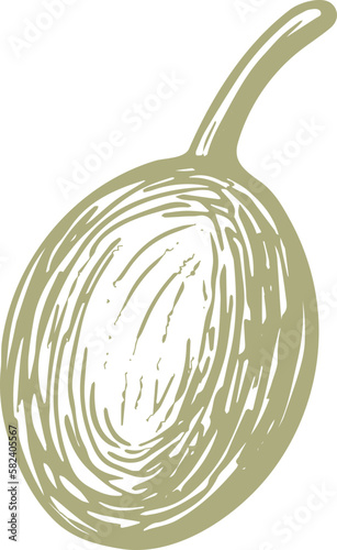 Olive green fruit. Nature vector texture plant, sketch fruit, vintage leaf. Organic badge. Vegan health nutrition