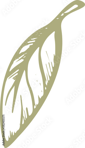 Olive green fruit. Nature vector texture plant, sketch fruit, vintage leaf. Organic badge. Vegan health nutrition
