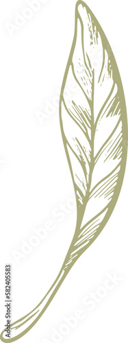 Olive green fruit. Nature vector texture plant, sketch fruit, vintage leaf. Organic badge. Vegan health nutrition