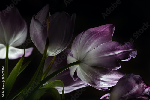 Tulips on a black background, purple petals close-up.