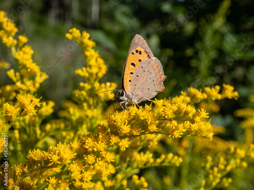 The small or common copper (Lycaena phlaeas) with closed wings from the side on a yellow flower in summer © KristineRada