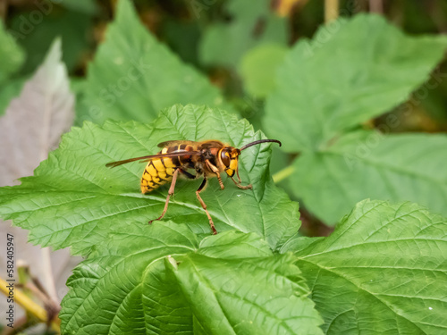 Close-up shot of the European hornet (Vespa crabro) striped with brown and yellow sitting on a leaf in summer