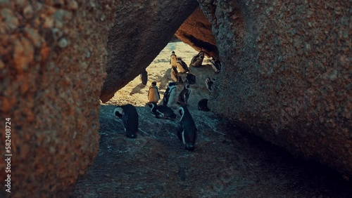 Penguin Colony in Boulders Beach Western Cape
