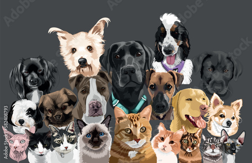 Fototapeta Naklejka Na Ścianę i Meble -  Biggest Set of colorful realistic vector portraits of pets.isolated different cats and dogs breeds.Image for design, cards, tattoo, Stock illustrations.