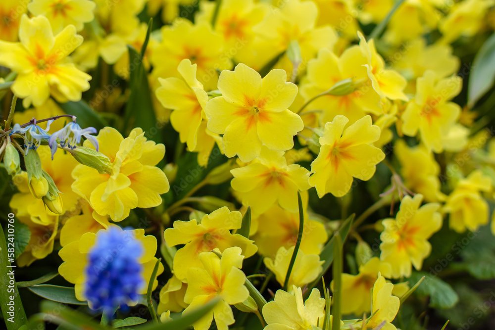 Primula elatior in spring garden. Yellow flowers of primrose close up