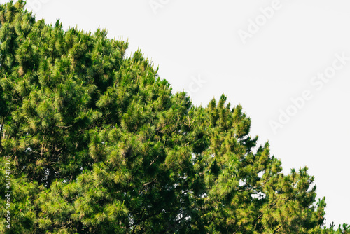 beautiful green pine leaves white background