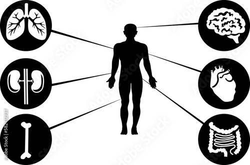 Medicine, healthcare. Internal organs of a person. Silhouette.