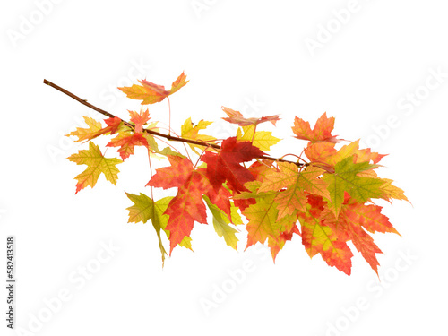 Branch Of Maple Tree With Red and Yellow Leaves, maple leaves isolated on white. PNG