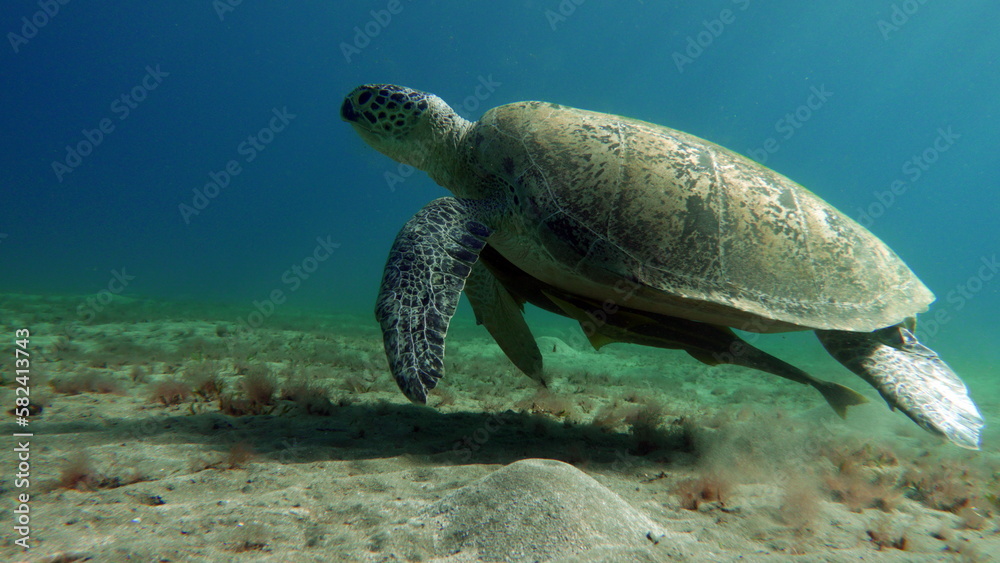 Obraz premium Big Green turtle on the reefs of the Red Sea. Green turtles are the largest of all sea turtles. A typical adult is 3 to 4 feet long and weighs between 300 and 350 pounds.