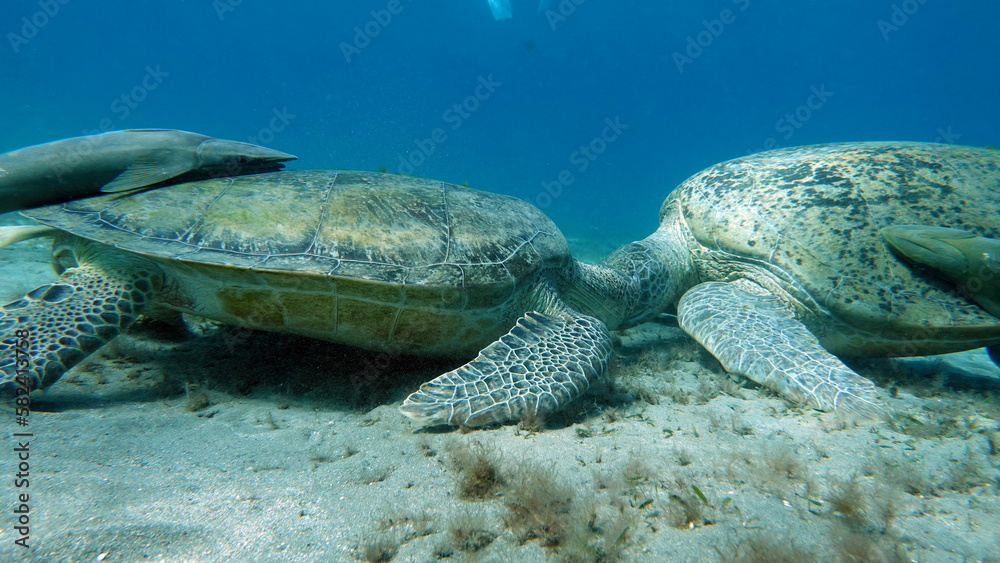 Obraz premium Big Green turtle on the reefs of the Red Sea. Green turtles are the largest of all sea turtles. A typical adult is 3 to 4 feet long and weighs between 300 and 350 pounds. 