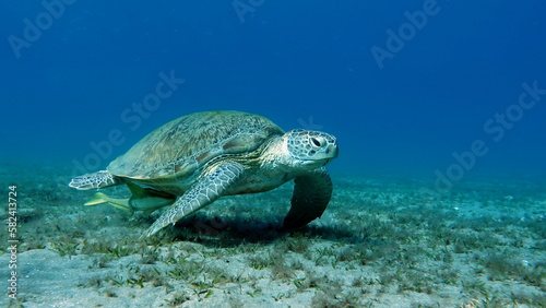  Big Green turtle on the reefs of the Red Sea. Green turtles are the largest of all sea turtles. A typical adult is 3 to 4 feet long and weighs between 300 and 350 pounds. 