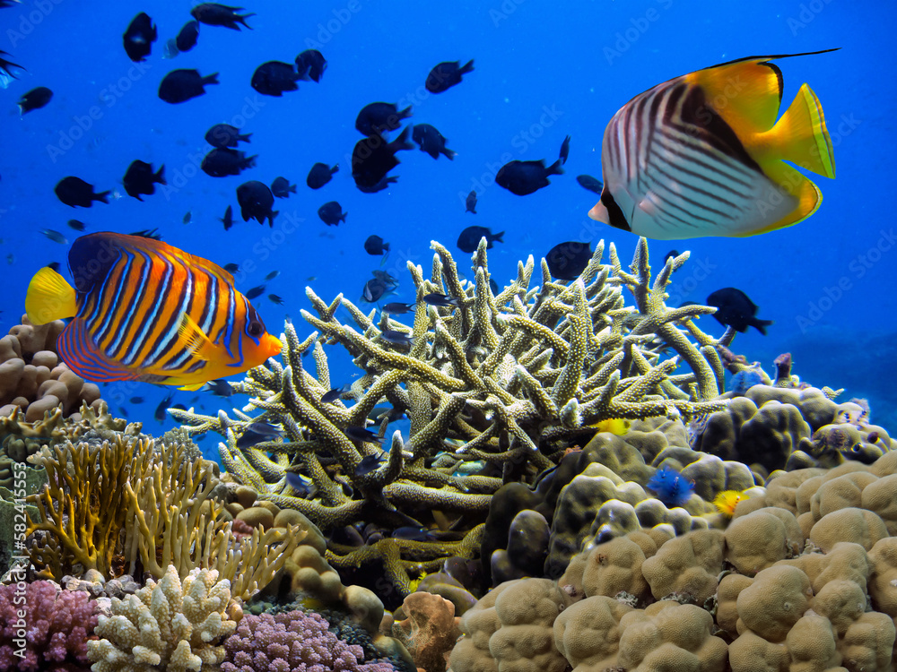 Coral reef underwater with school of colorful tropical fish