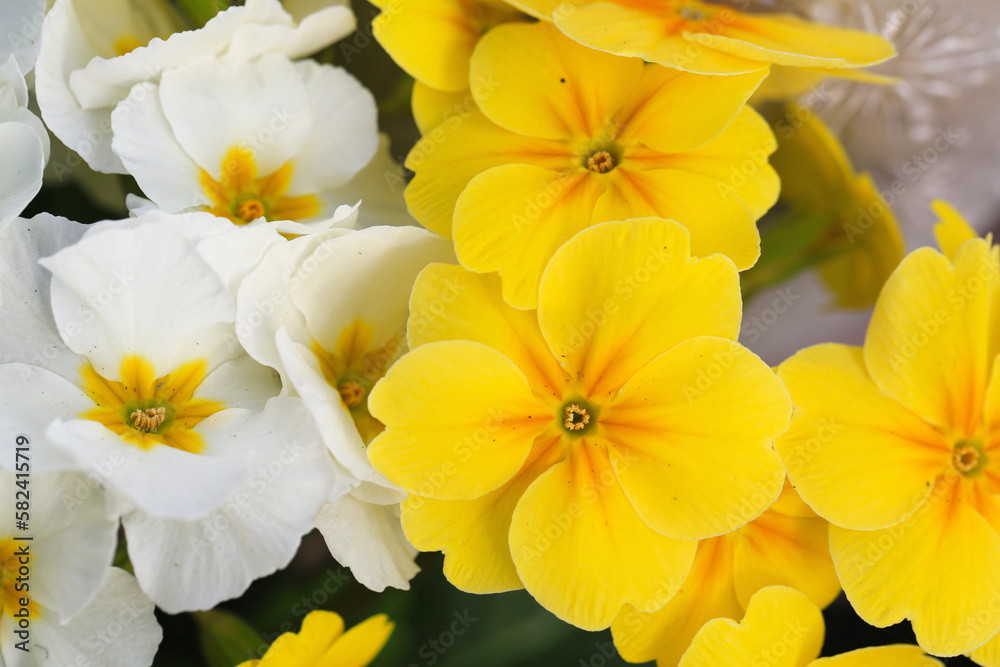 Beautiful blooming primroses in sunny March Beautiful blooming primroses in sunny March