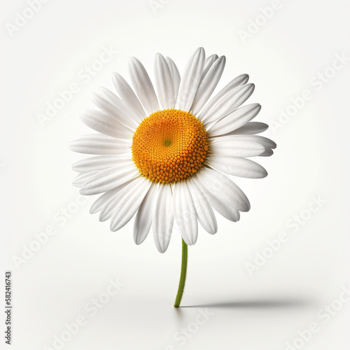 Chamomile flower or White Daisy isolated on white background. Fresh and organic. Generative AI.
