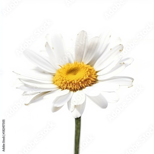 Isolated minimalistic image of a daisy on white background Generative AI
