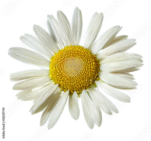 Chamomile flower or White Daisy isolated on white background. Fresh and organic. Generative AI.