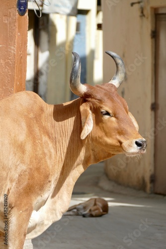 Portrait of Indian street cow in Ahmedabad