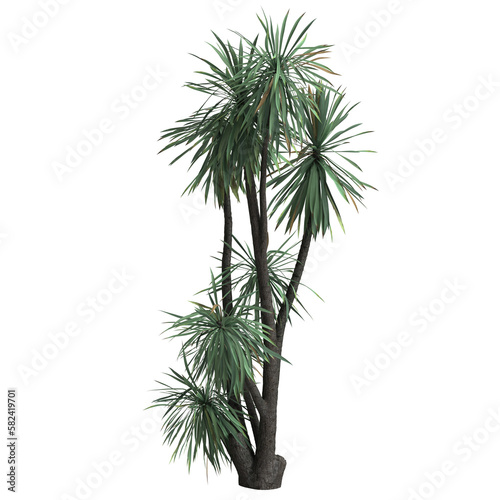 3d illustration of yucca schottii tree isolated on transparent background © TrngPhp