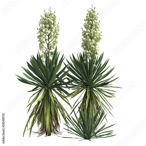 3d illustration of yucca flaccida isolated on transparrent background