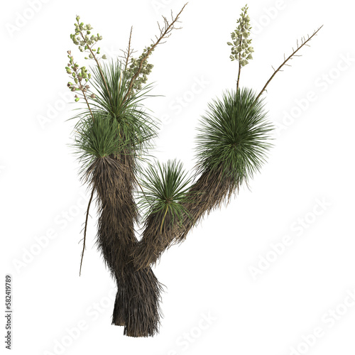 3d illustration of yucca elata isolated on transparent background