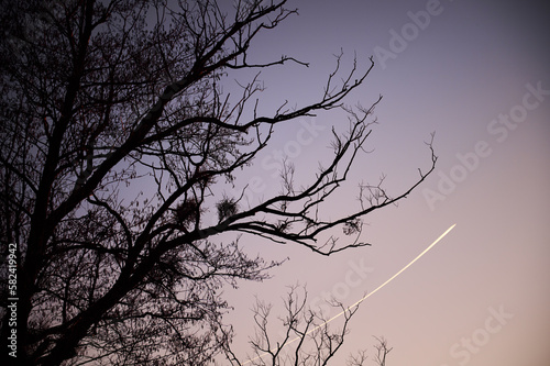 The streak left by the plane against the sky after sunset between the branches of trees