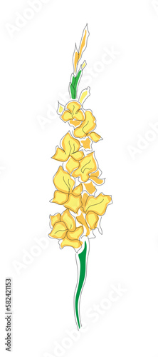 Gladiolus in line art style with yellow coloring. Isolated vector illustration. Linear flower for a postcard template, logo, sketch, tattoo.