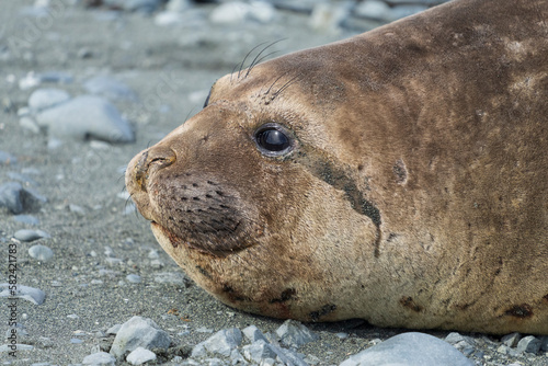 Elephant seal