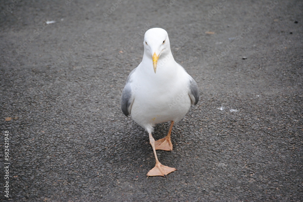 Obraz premium Seagull