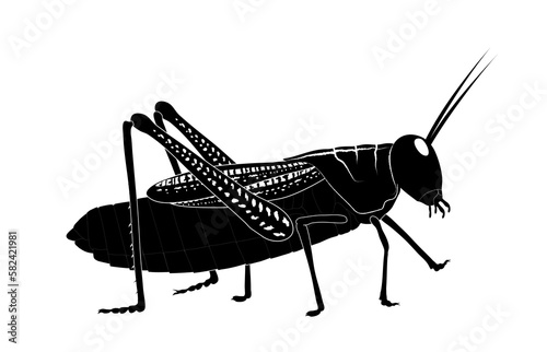 Heuschrecke Silhouette,
Vektor illustration isoliert auf weißem Hintergrund
