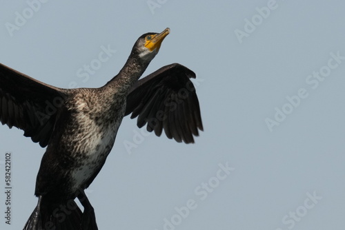 cormorant in flight