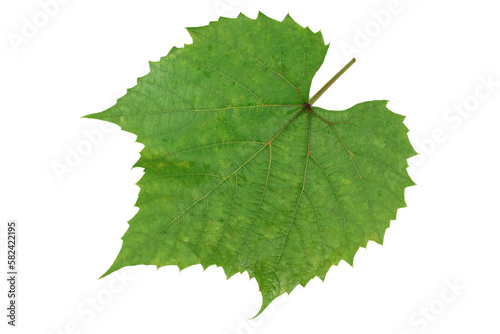Green grape leaf