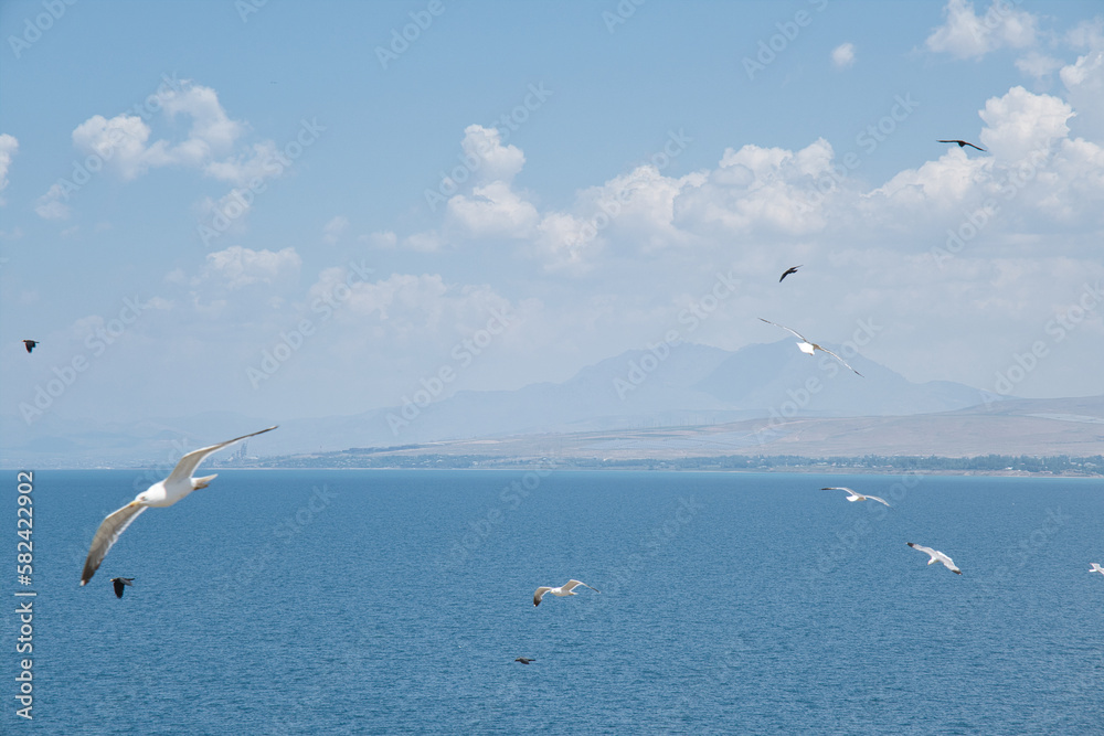 Fototapeta premium seagulls flying over the sea, lake between maountains and blue sky 