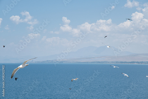 seagulls flying over the sea, lake between maountains and blue sky  photo