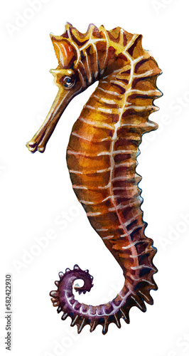 Drawing of a yellow golden seahorse. Watercolor drawing.
