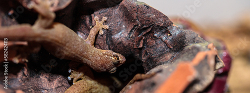 gecko in the terrarium. close-up. macro.
