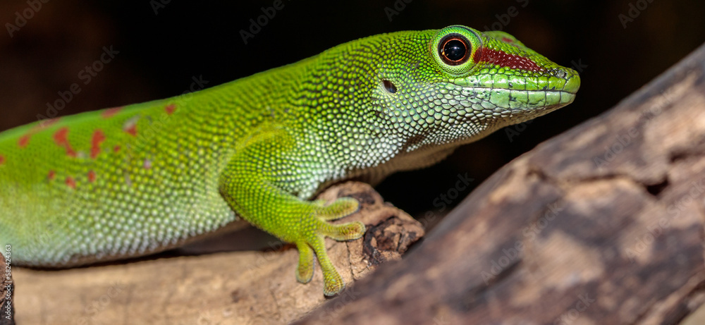 Fototapeta premium Madagascar day gecko in a terrarium. close-up. macro.