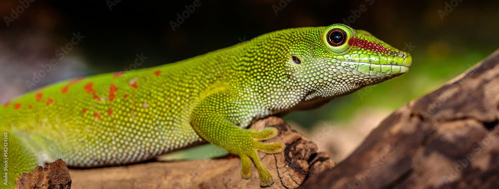 Madagascar day gecko in a terrarium. close-up. macro.