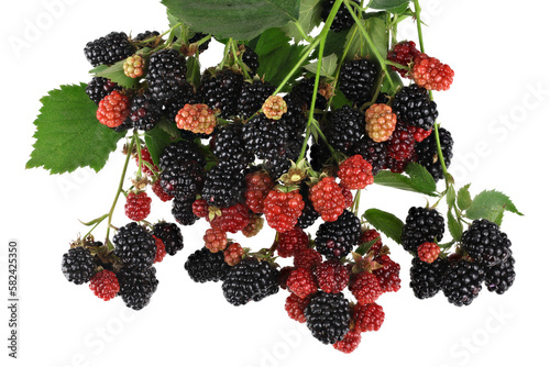 Blackberry bunch