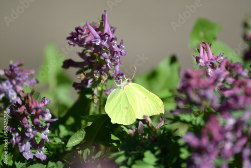 Common brimestone in a flower